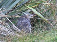 Albums/20060200-New Zealand 2006/20060314-Dunedin/63